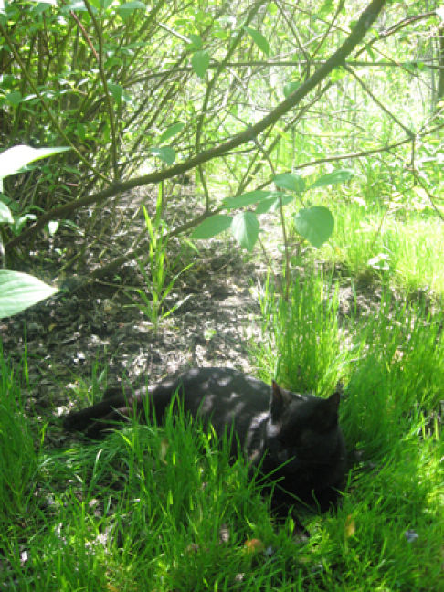 Picture of a cat / kitten / feline