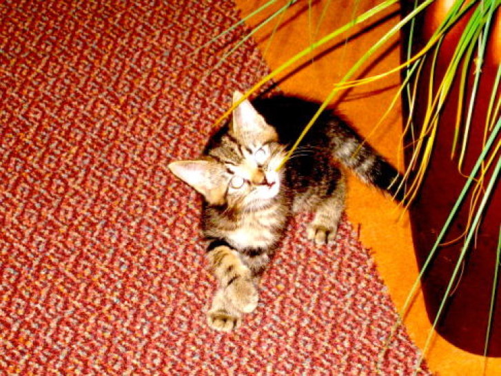 Picture of a cat / kitten / feline