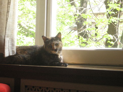 Picture of a cat / kitten / feline