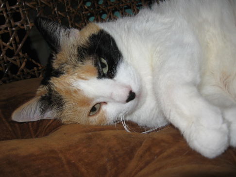 Picture of a cat / kitten / feline