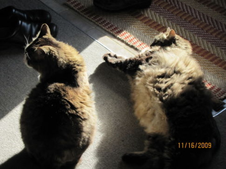 Picture of a cat / kitten / feline