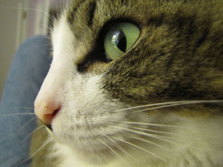 Picture of a cat / kitten / feline