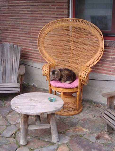 Picture of a cat / kitten / feline