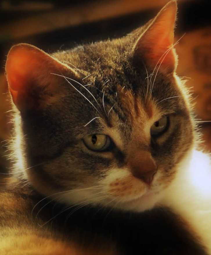 Picture of a cat / kitten / feline