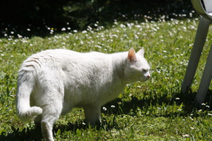 Picture of a cat / kitten / feline