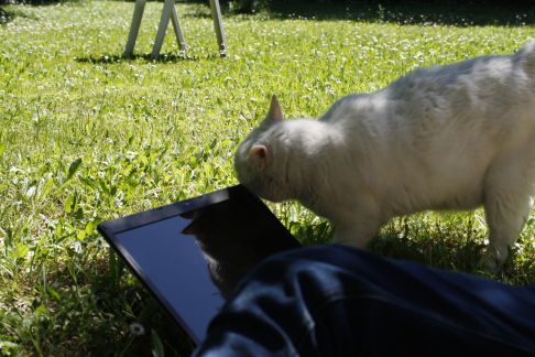 Picture of a cat / kitten / feline