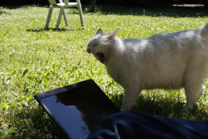 Picture of a cat / kitten / feline