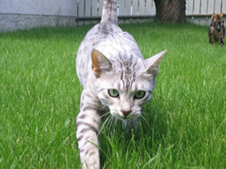 Picture of a cat / kitten / feline