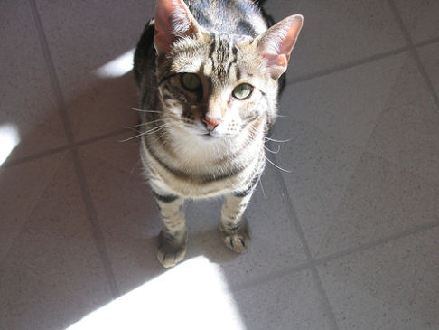 Picture of a cat / kitten / feline