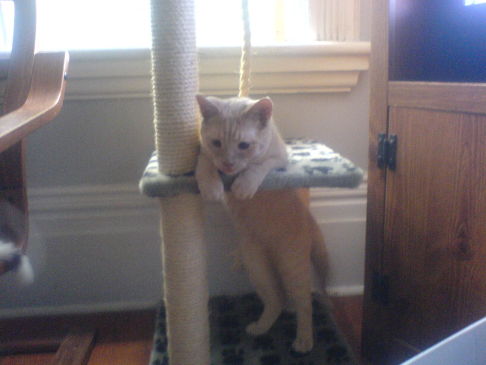 Picture of a cat / kitten / feline