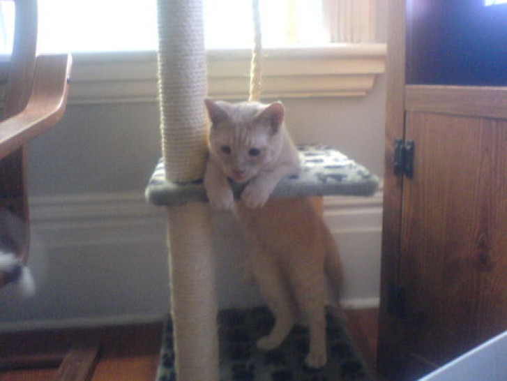 Picture of a cat / kitten / feline