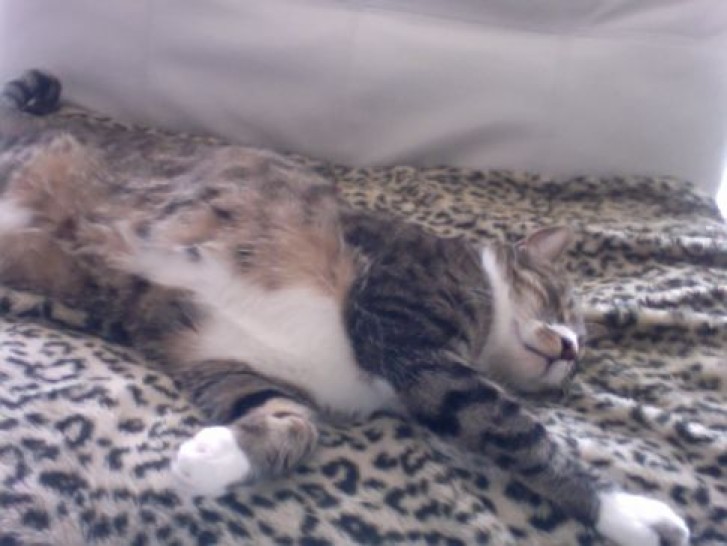 Picture of a cat / kitten / feline