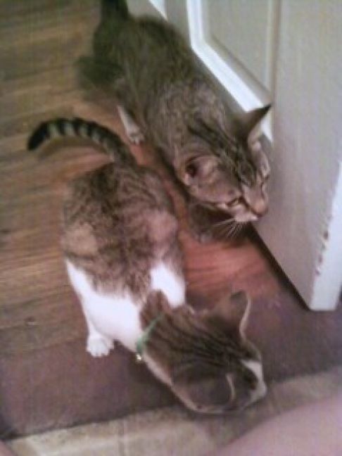 Picture of a cat / kitten / feline