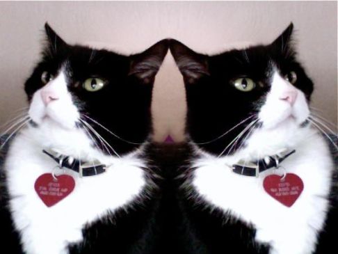 Picture of a cat / kitten / feline