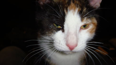 Picture of a cat / kitten / feline