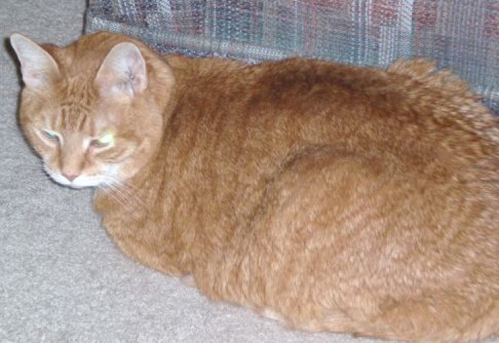 Picture of a cat / kitten / feline