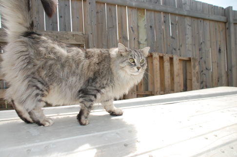 Picture of a cat / kitten / feline