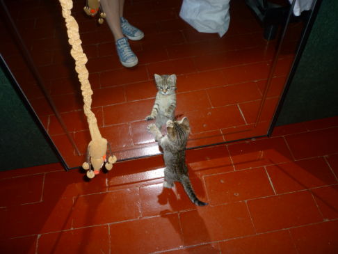 Picture of a cat / kitten / feline