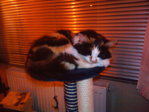 Picture of a cat / kitten / feline