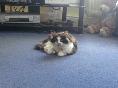 Picture of a cat / kitten / feline