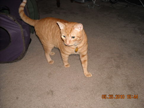 Picture of a cat / kitten / feline