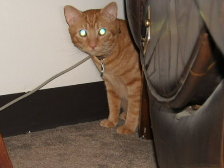 Picture of a cat / kitten / feline