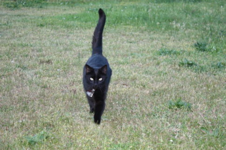 Picture of a cat / kitten / feline