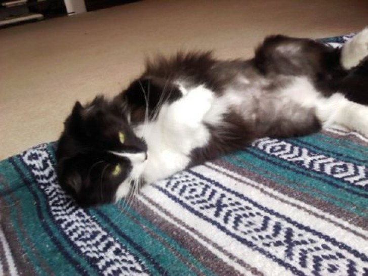 Picture of a cat / kitten / feline