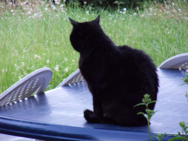 Picture of a cat / kitten / feline