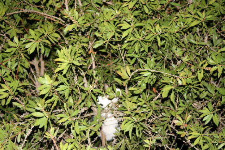 Picture of a cat / kitten / feline