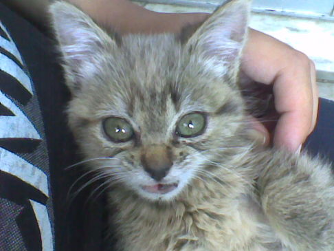 Picture of a cat / kitten / feline