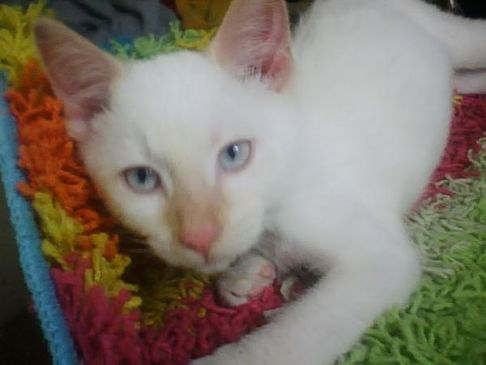 Picture of a cat / kitten / feline