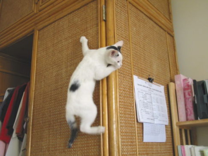 Picture of a cat / kitten / feline