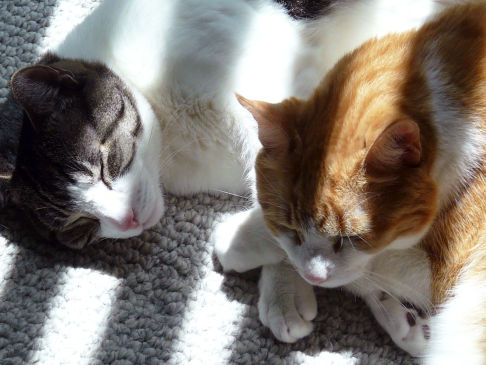 Picture of a cat / kitten / feline