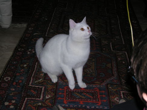 Picture of a cat / kitten / feline