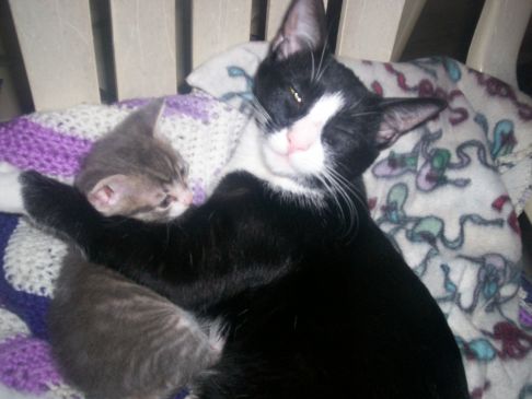 Picture of a cat / kitten / feline