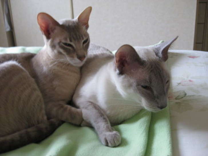 Picture of a cat / kitten / feline