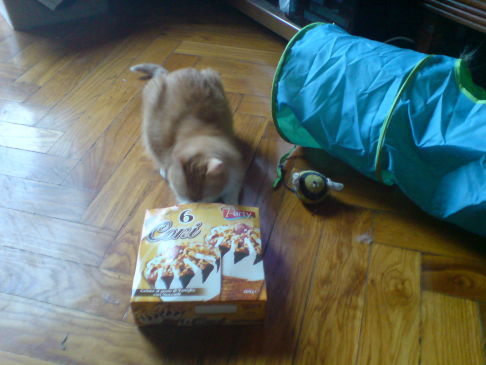 Picture of a cat / kitten / feline