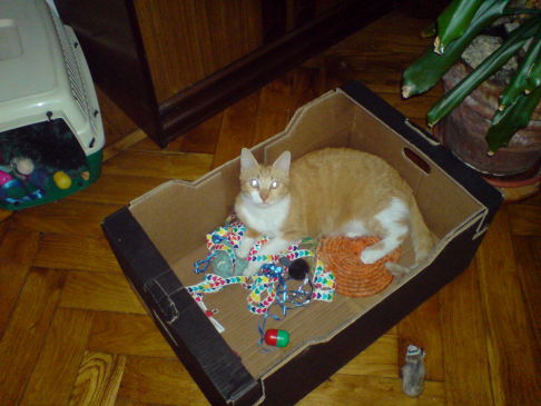 Picture of a cat / kitten / feline