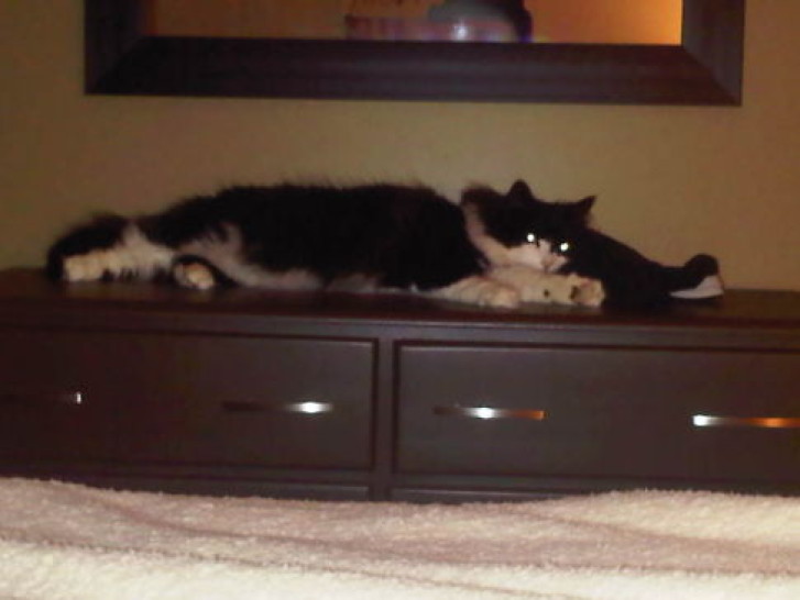 Picture of a cat / kitten / feline