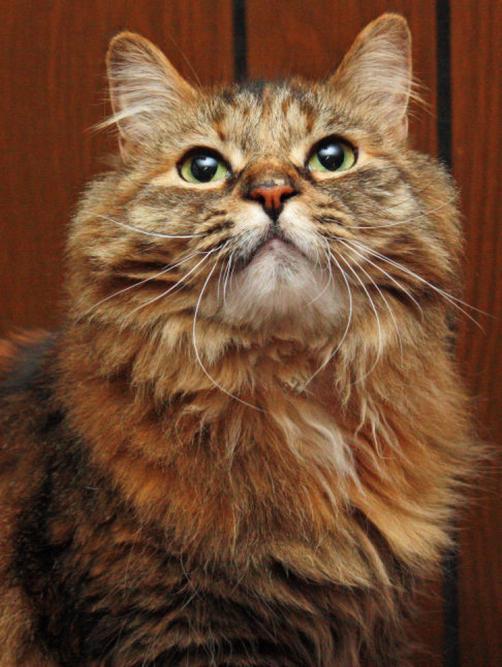 Picture of a cat / kitten / feline