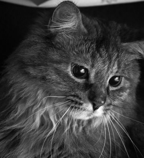 Picture of a cat / kitten / feline