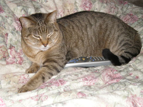 Picture of a cat / kitten / feline