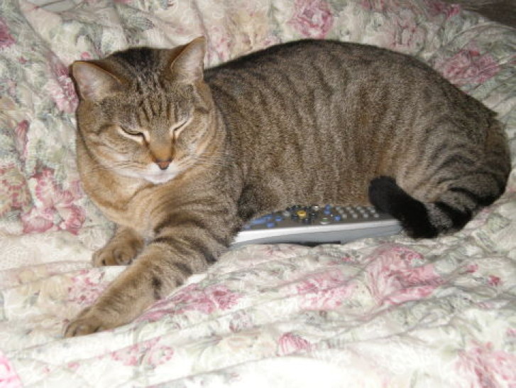 Picture of a cat / kitten / feline