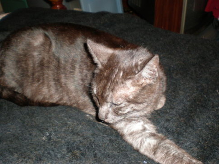 Picture of a cat / kitten / feline