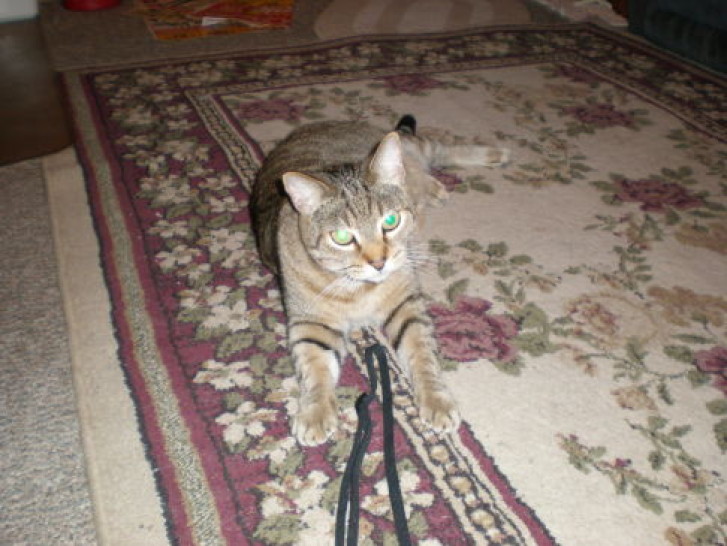 Picture of a cat / kitten / feline