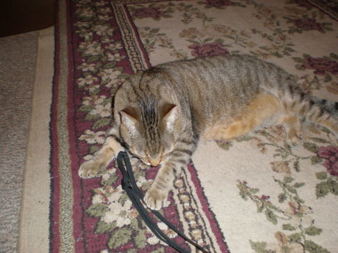 Picture of a cat / kitten / feline