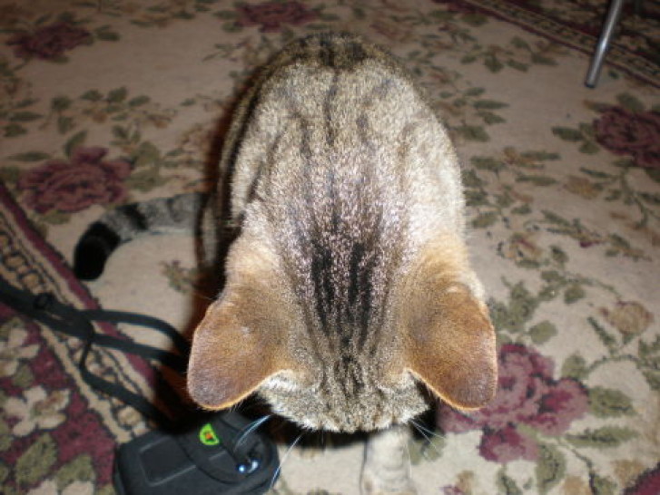 Picture of a cat / kitten / feline