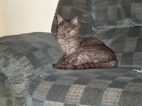 Picture of a cat / kitten / feline