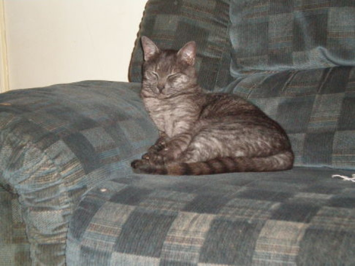 Picture of a cat / kitten / feline